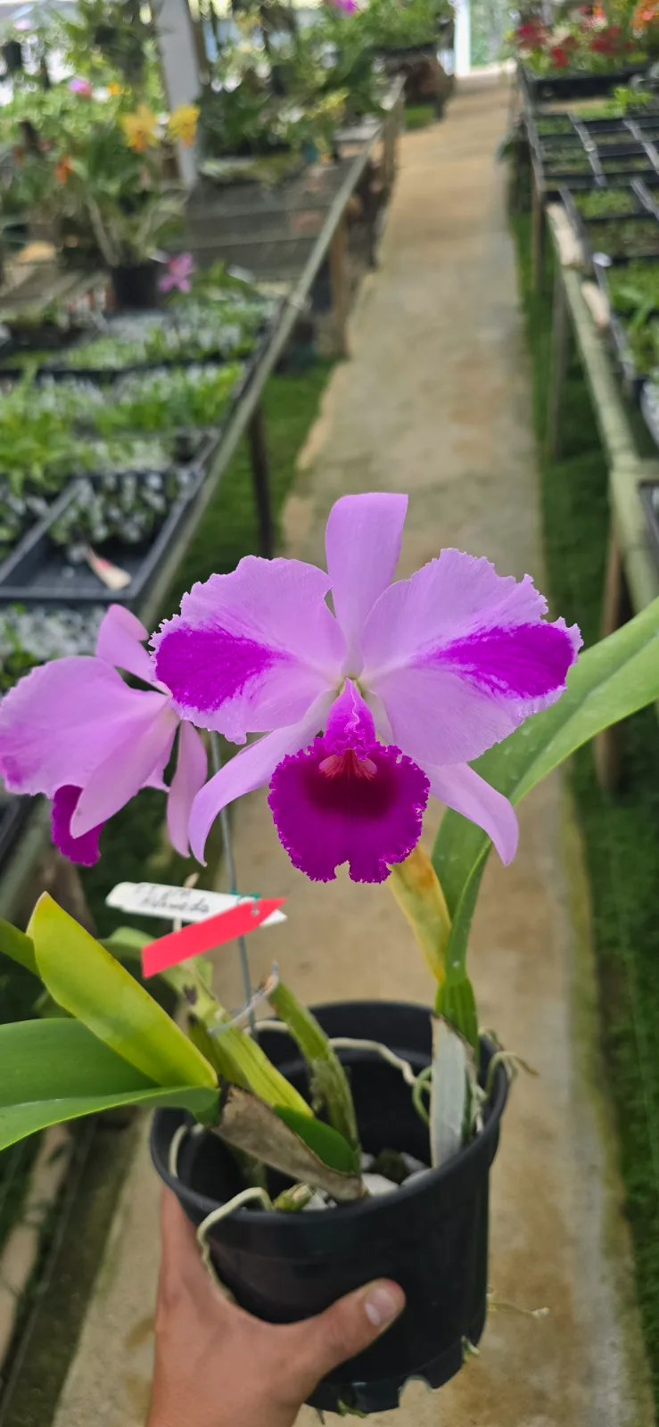CATTLEYA TRIANAE TIPO 'ALAMEDA'