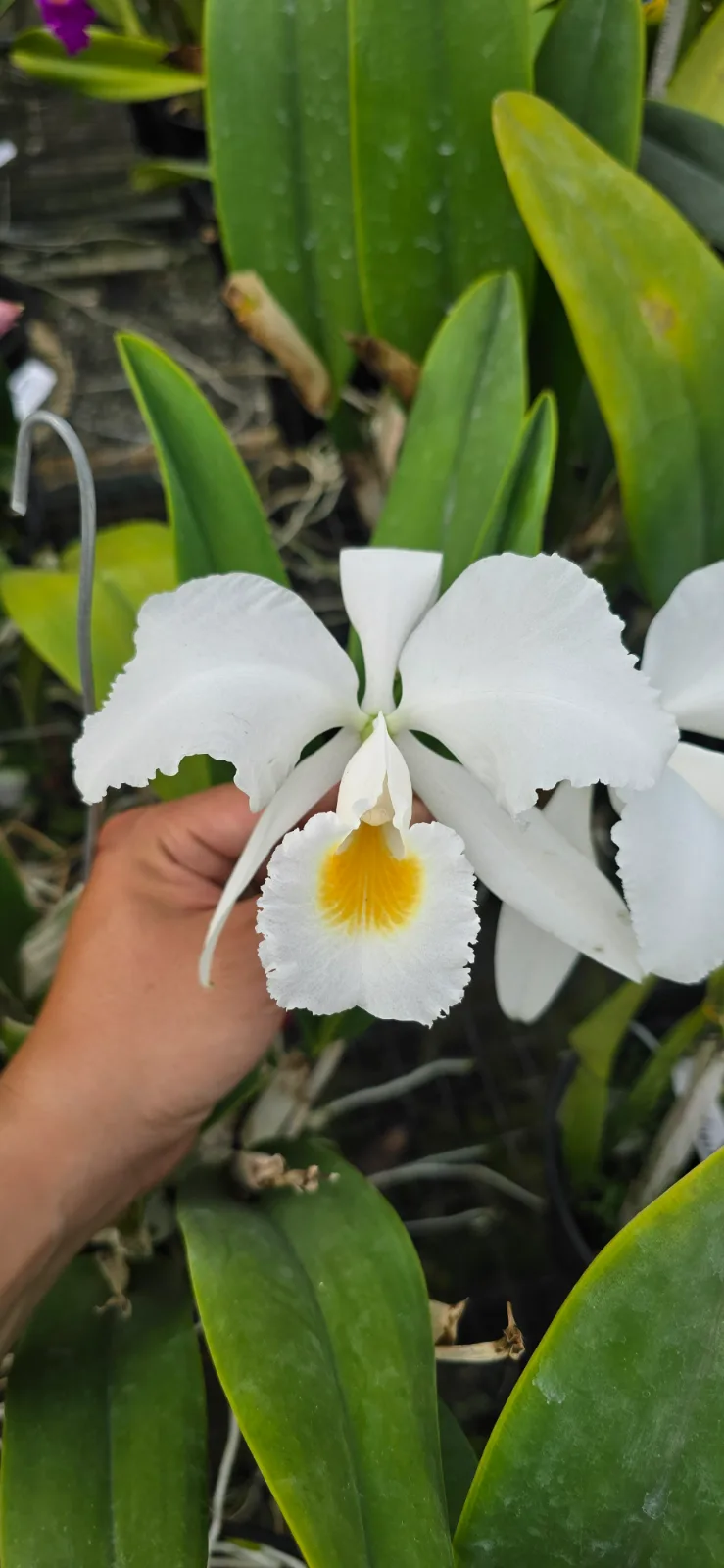 CATTLEYA TRIANAE ALBA 'NIEVES'