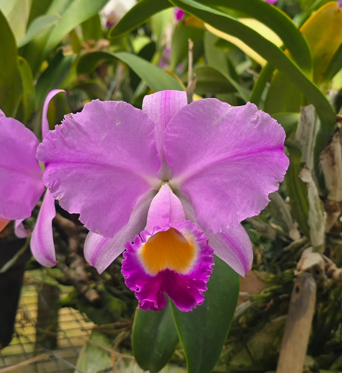 CATTLEYA TRIANAE TIPO 'ARAPAIMA'