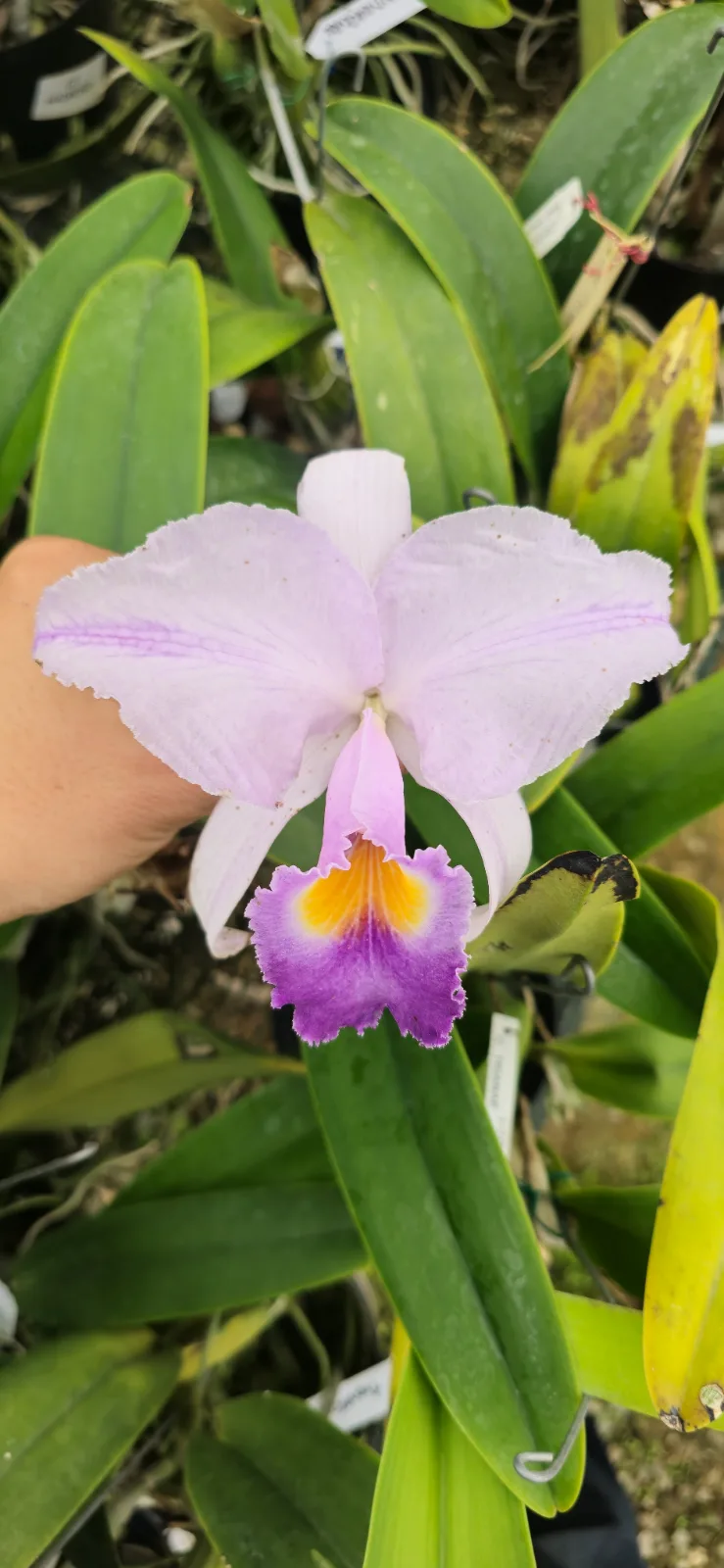 CATTLEYA TRIANAE COERULEA 'AZULEJA'
