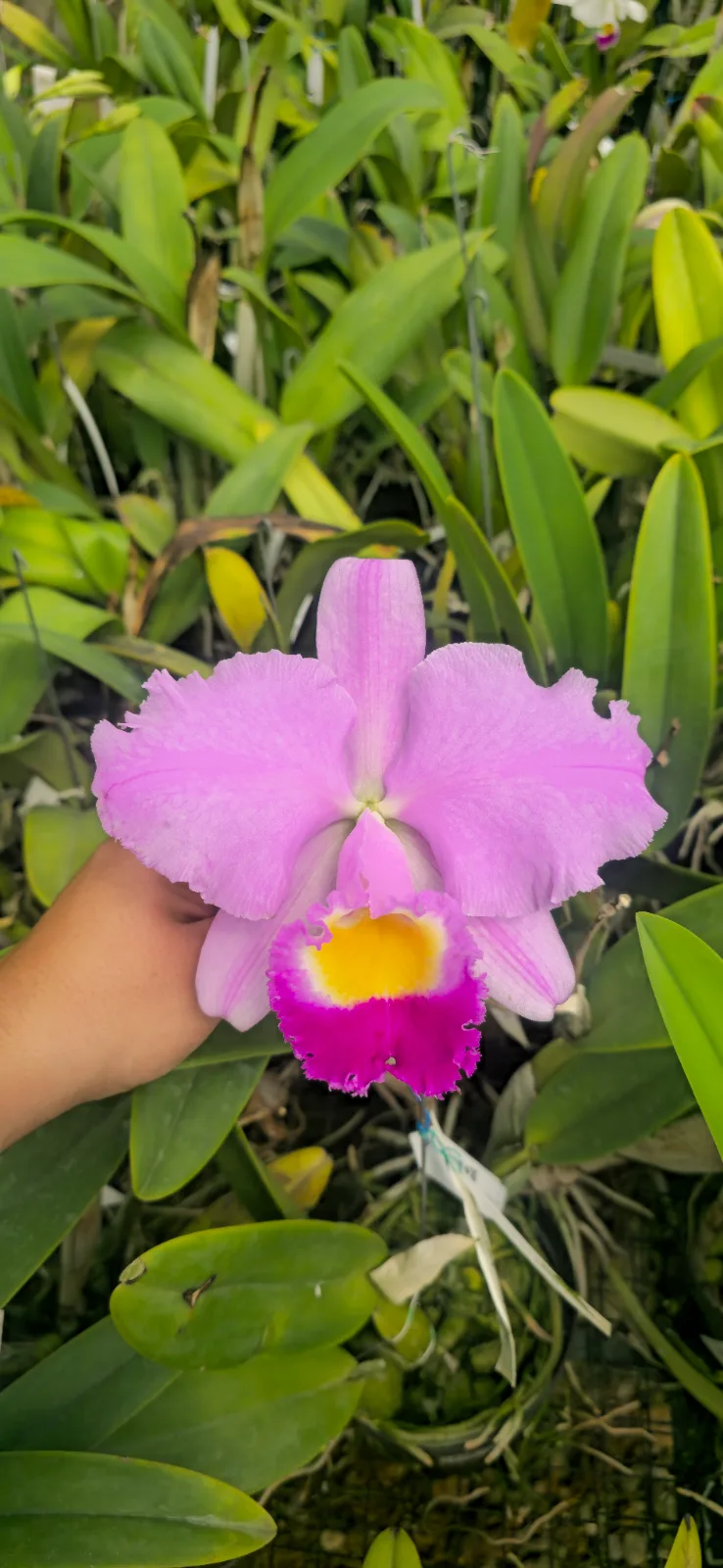 CATTLEYA TRIANAE TIPO 'BABILONIA'