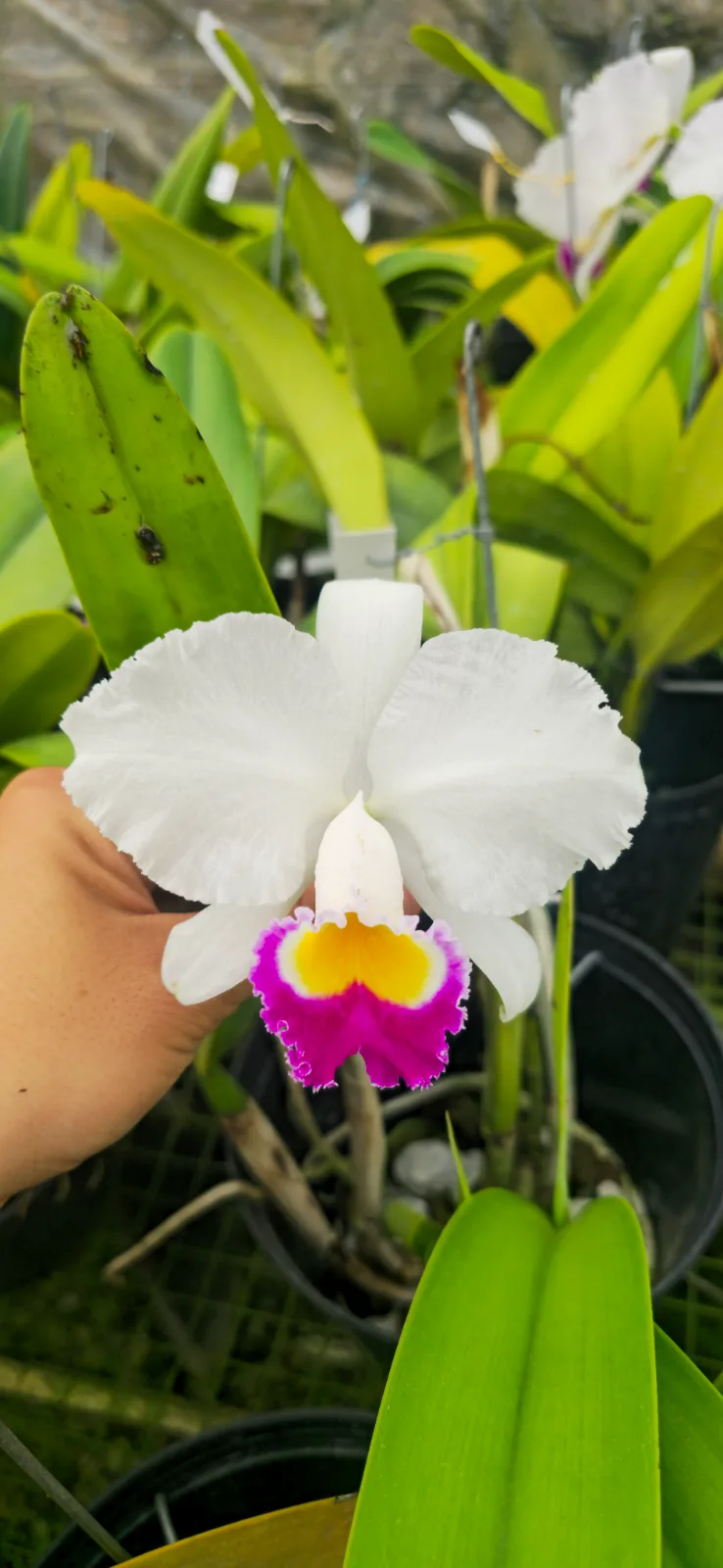 CATTLEYA TRIANAE SEMI-ALBA 'BRISAS'