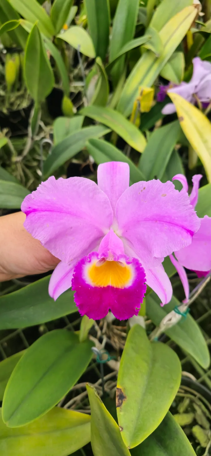 CATTLEYA TRIANAE TIPO 'CASHENS ORIGINAL'