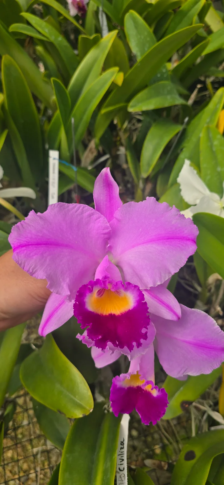 CATTLEYA TRIANAE TIPO 'CHISPEROSA'