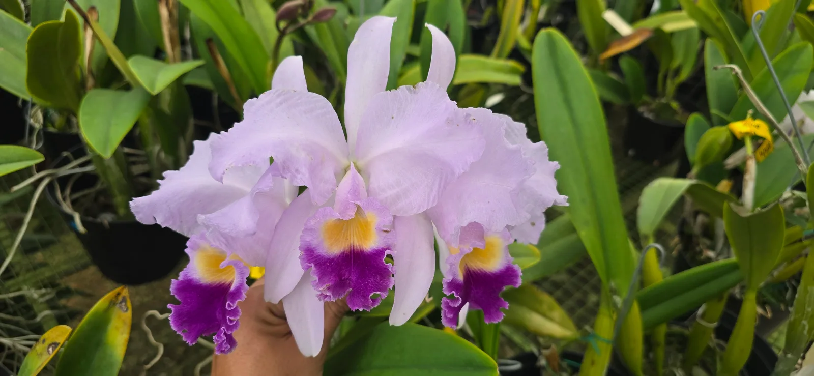 CATTLEYA TRIANAE COERULEA 'CUADRIGULA'