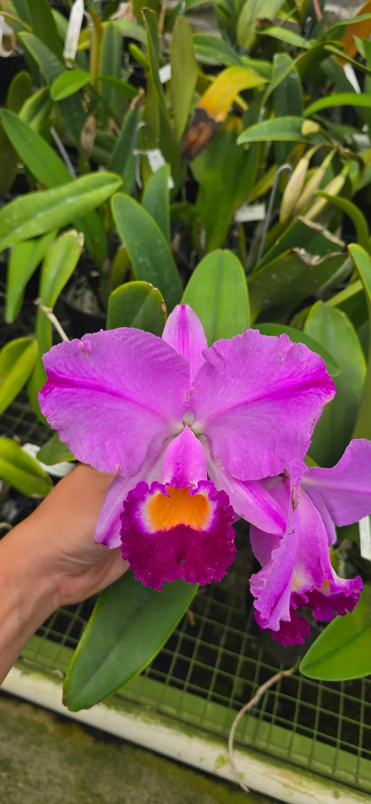 CATTLEYA TRIANAE TIPO 'DRAGON'