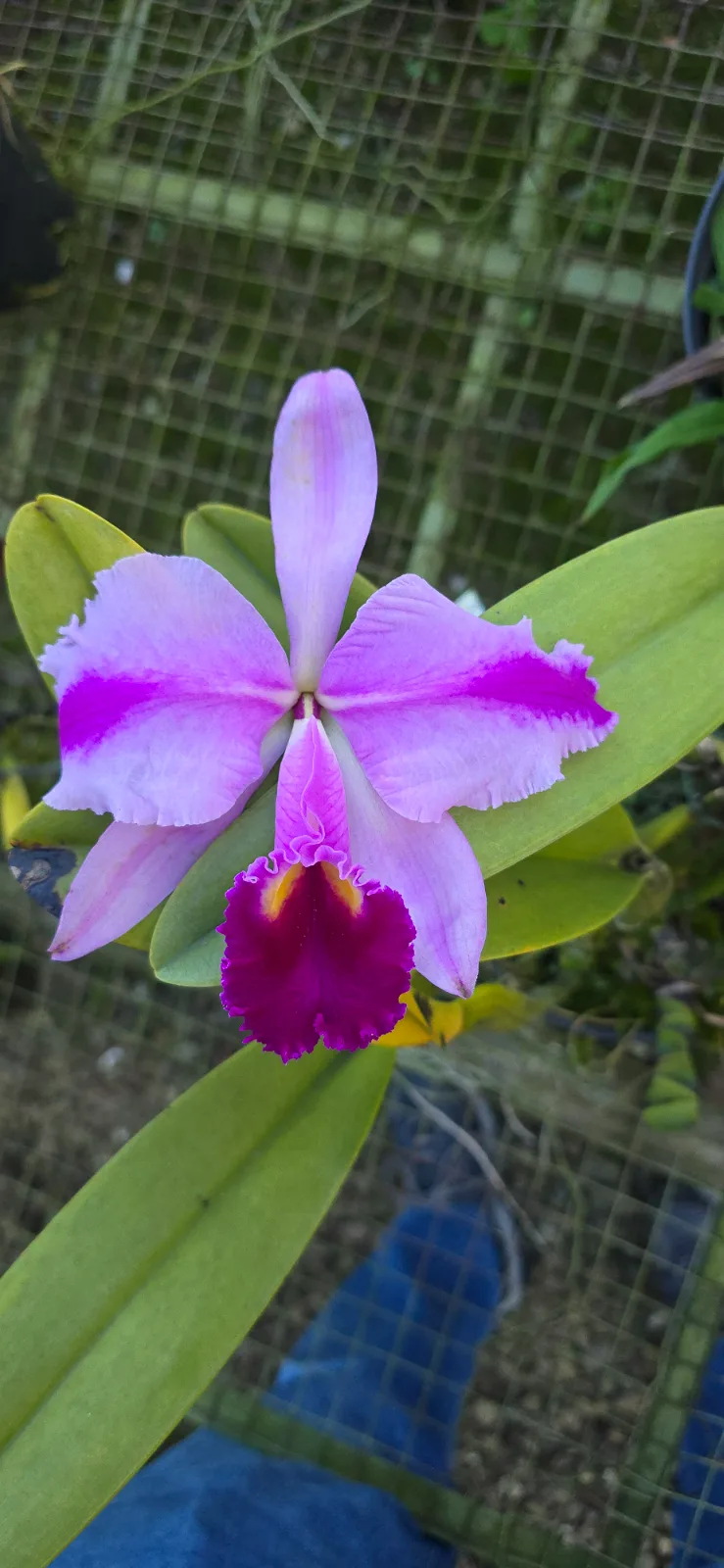 CATTLEYA TRIANAE TIPO 'EL HUECO'