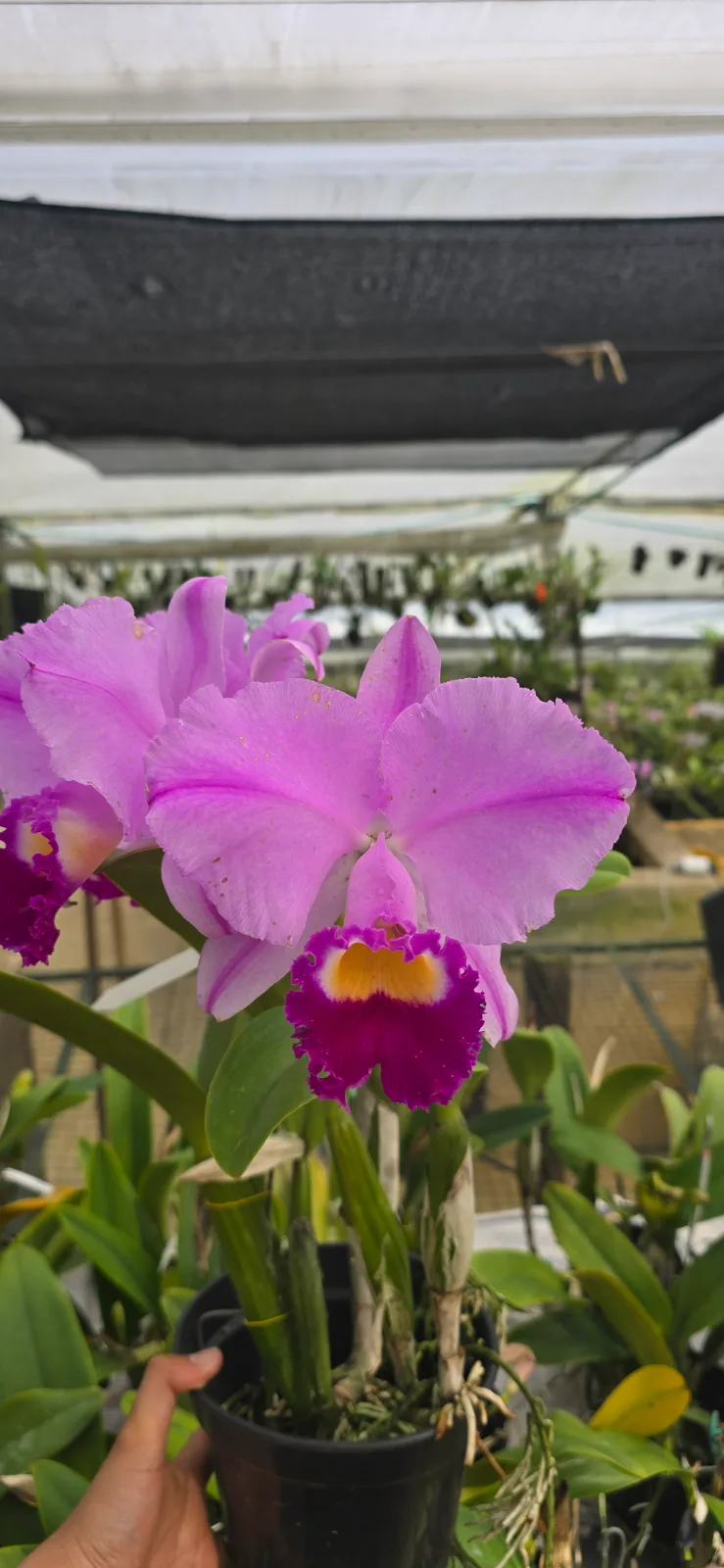 CATTLEYA TRIANAE TIPO 'LIBORIA'