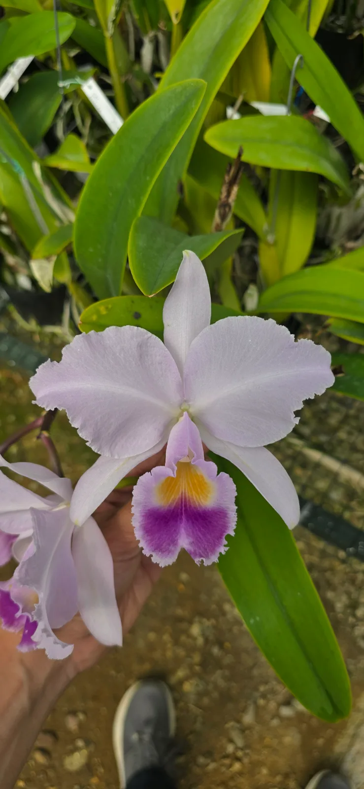 CATTLEYA TRIANAE COERULEA 'LUNA MUISCA'