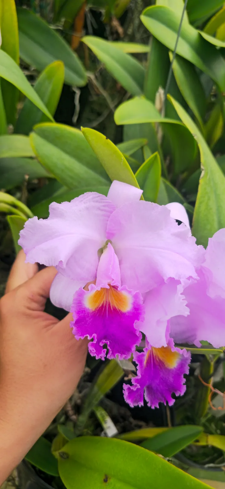 CATTLEYA TRIANAE COERULEA 'MAGISTRAL'