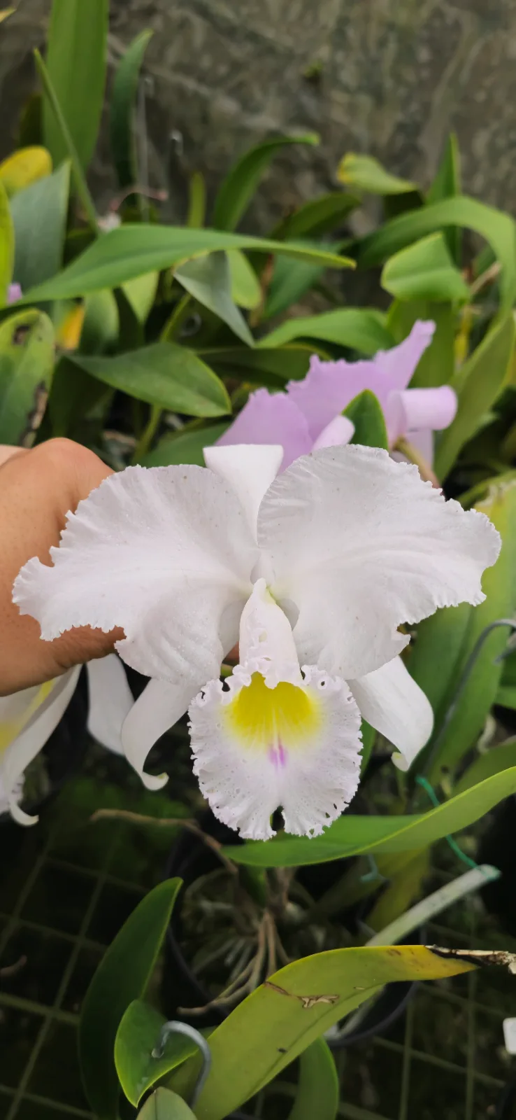 CATTLEYA TRIANAE CONCOLOR 'MAI'