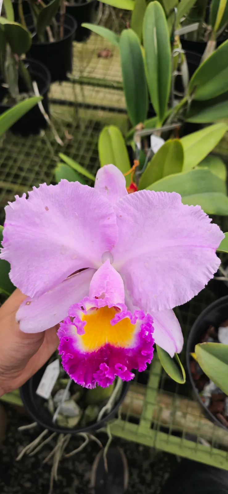 CATTLEYA TRIANAE TIPO 'MANGOSTIN'