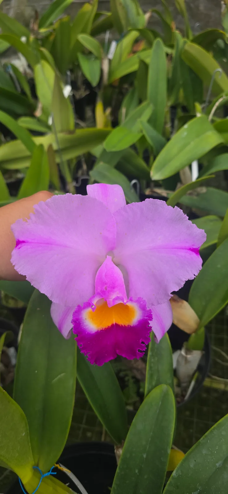 CATTLEYA TRIANAE TIPO 'MINGA'