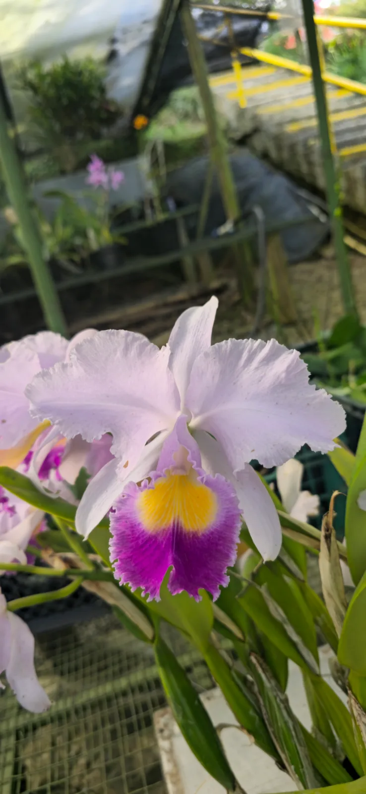 CATTLEYA TRIANAE COERULEA 'MORERIA'