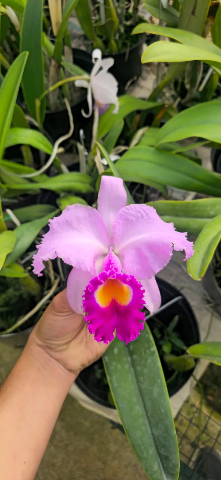 CATTLEYA TRIANAE TIPO 'PALACIO'