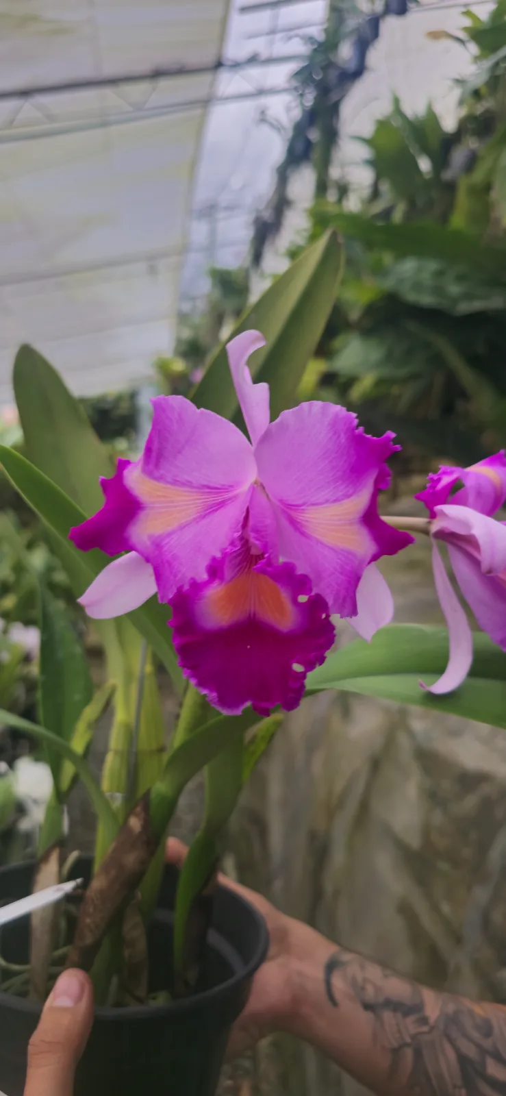 CATTLEYA TRIANAE PELORICA 'PAPILON'