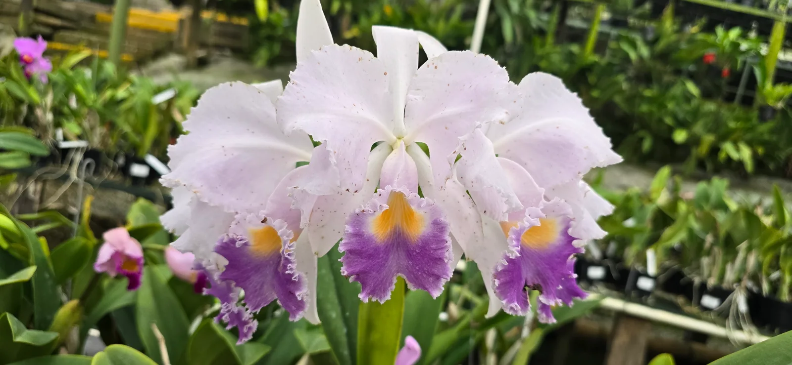 CATTLEYA TRIANAE COERULEA 'PERICLES'