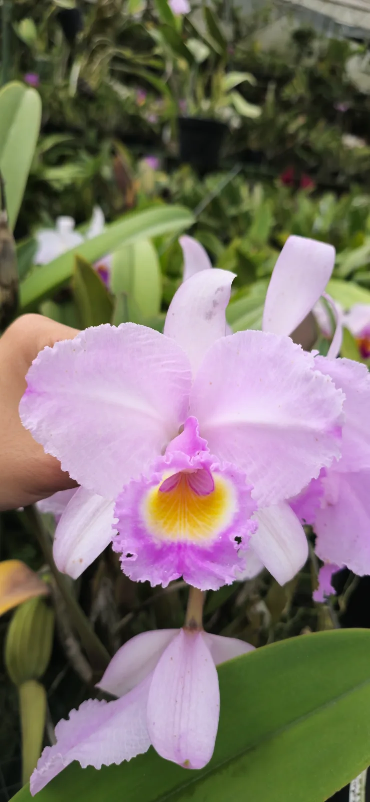 CATTLEYA TRIANAE CONCOLOR 'ROSALIA'