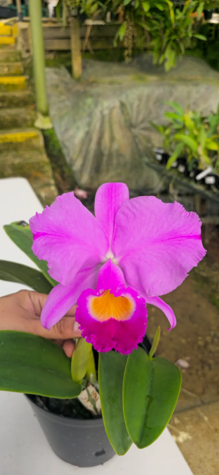 CATTLEYA TRIANAE TIPO 'RUANDA'