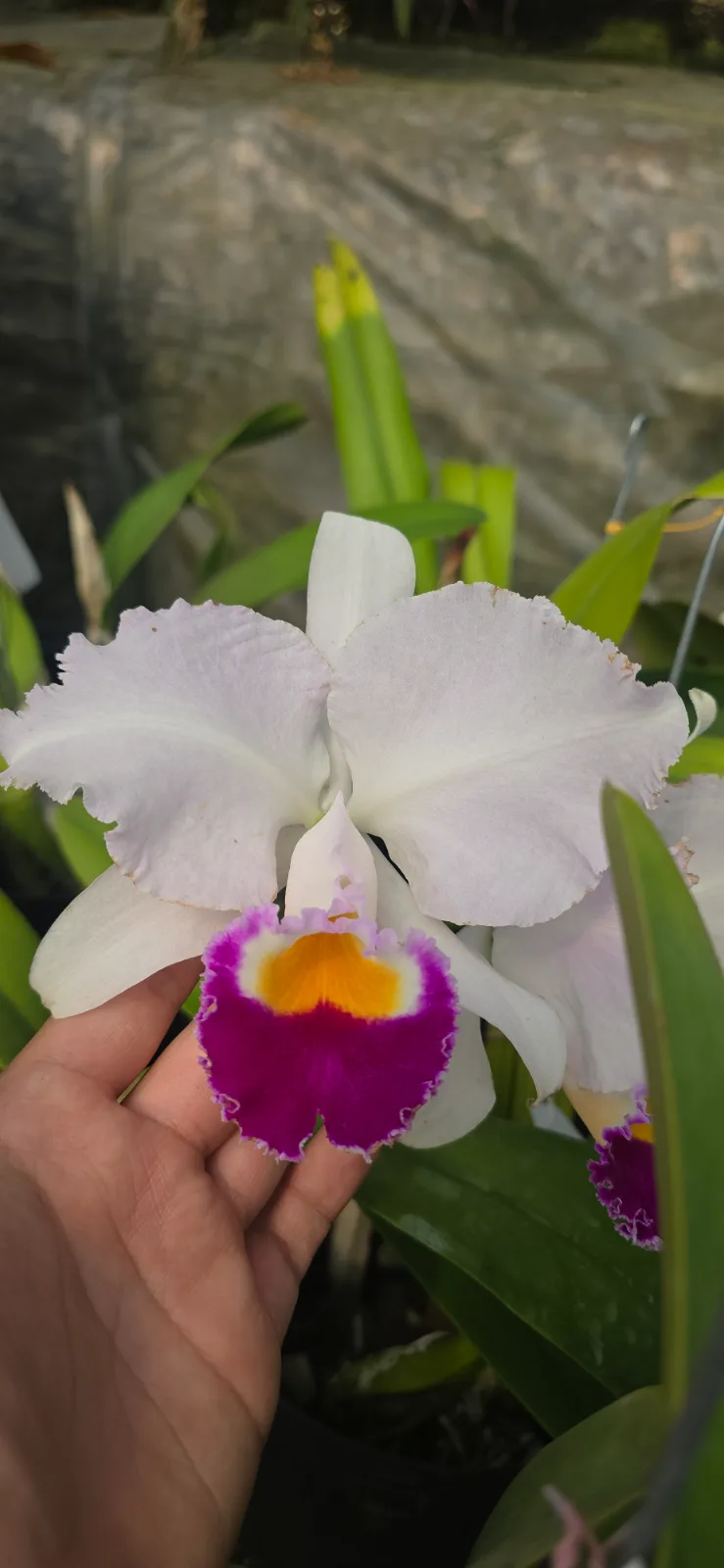 CATTLEYA TRIANAE SEMI-ALBA 'SALVATIERRA'