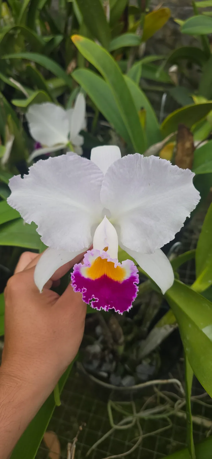 CATTLEYA TRIANAE SEMI-ALBA 'SEMIROSA'