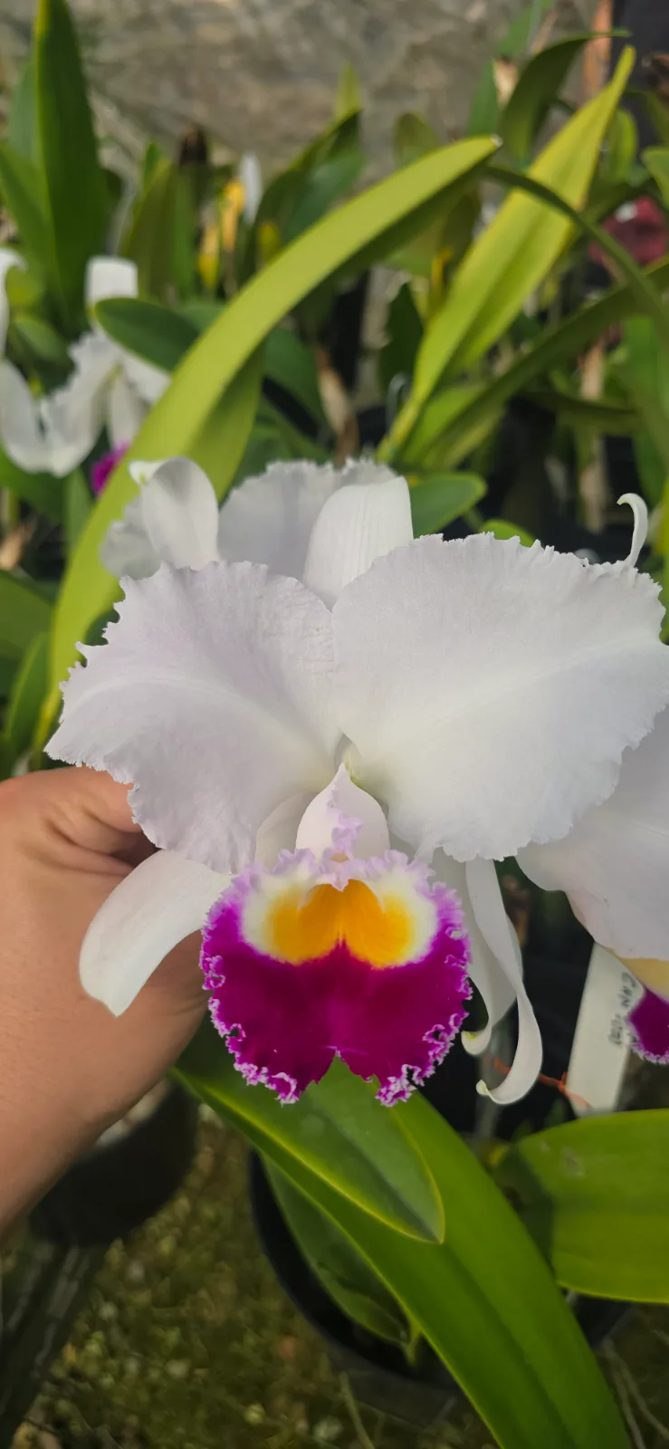 CATTLEYA TRIANAE SEMI-ALBA 'SIBERIANA'