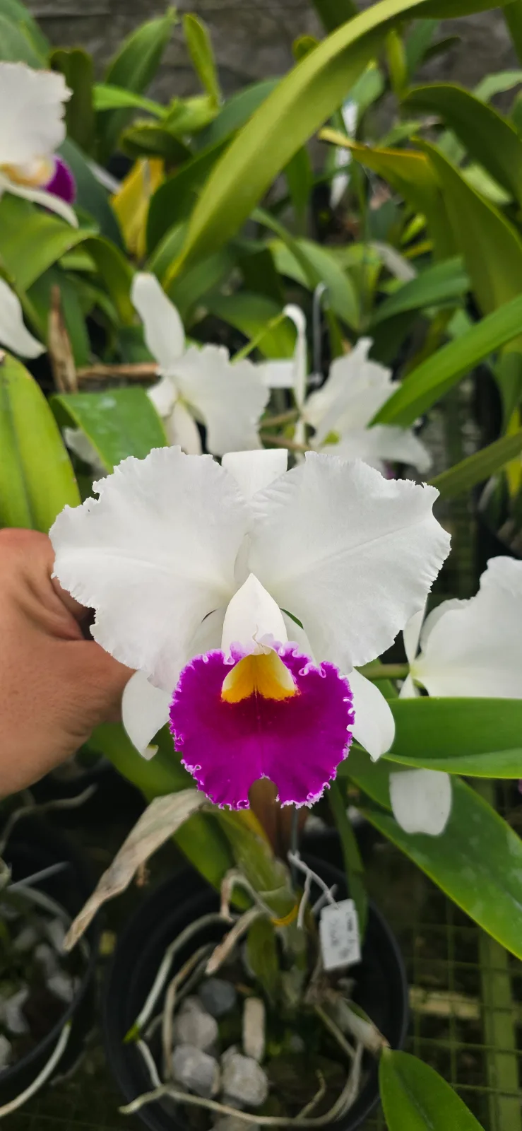 CATTLEYA TRIANAE SEMI-ALBA 'SILENTE'