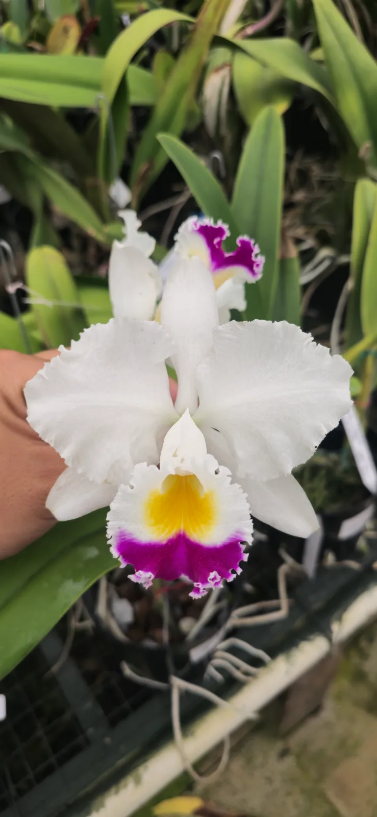 CATTLEYA TRIANAE SEMI-ALBA 'SOLARIS'