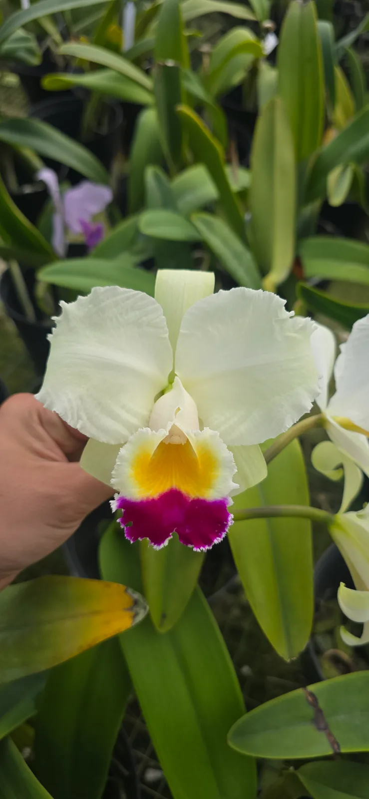 CATTLEYA TRIANAE SEMI-ALBA 'TARDE TROPICAL'