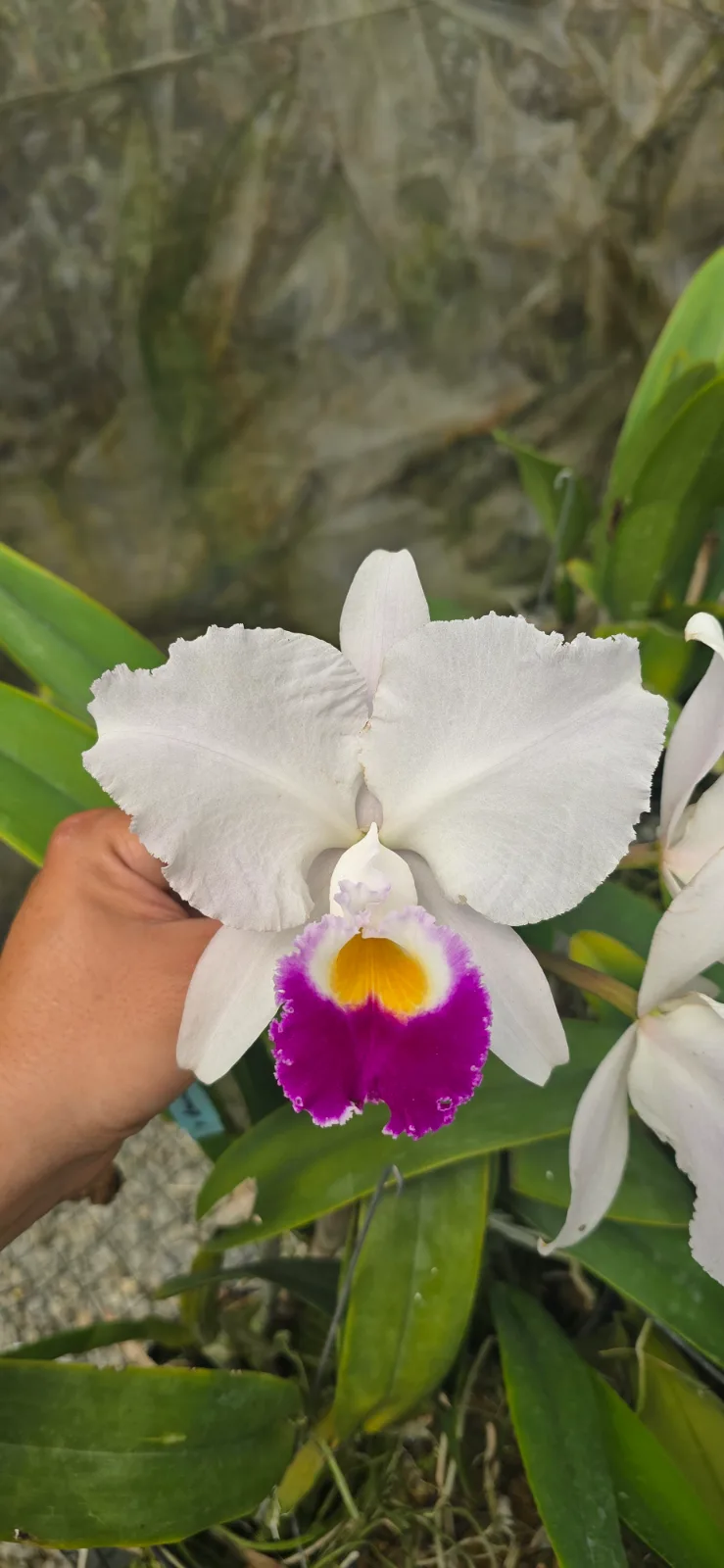 CATTLEYA TRIANAE SEMI-ALBA 'TRONERAS'