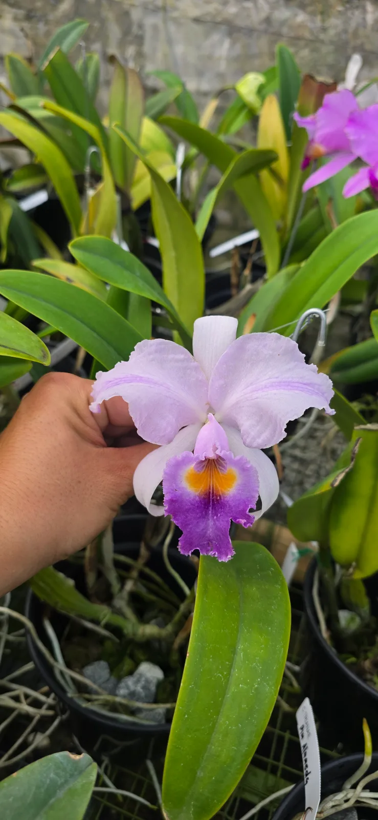 CATTLEYA TRIANAE COERULEA 'VIA LACTEA'