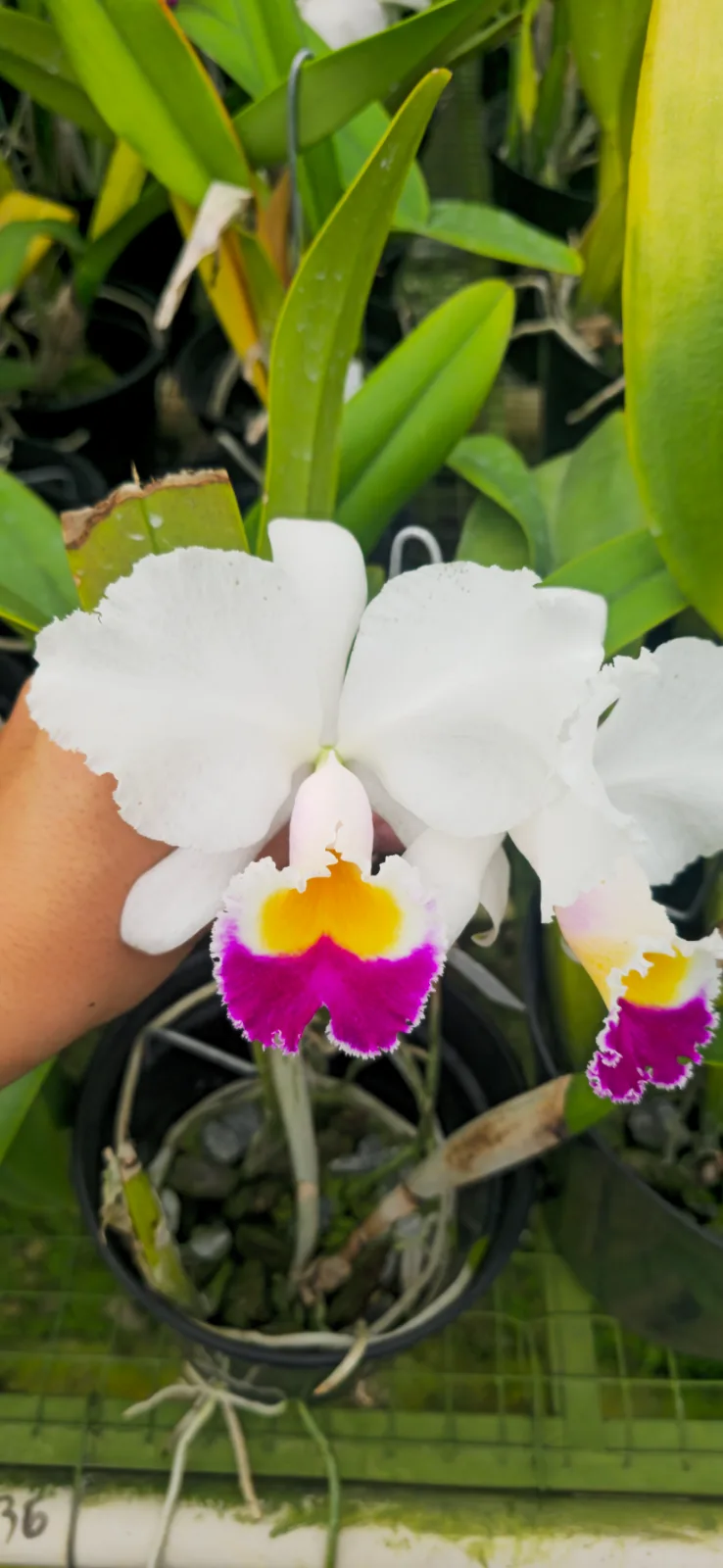 CATTLEYA TRIANAE SEMI-ALBA 'VICTORIA'