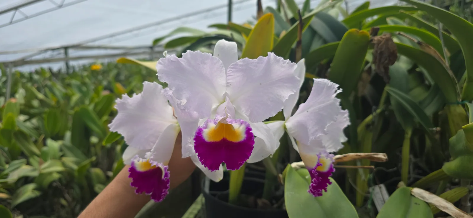 CATTLEYA TRIANAE SEMI-ALBA 'VIVARACHA'