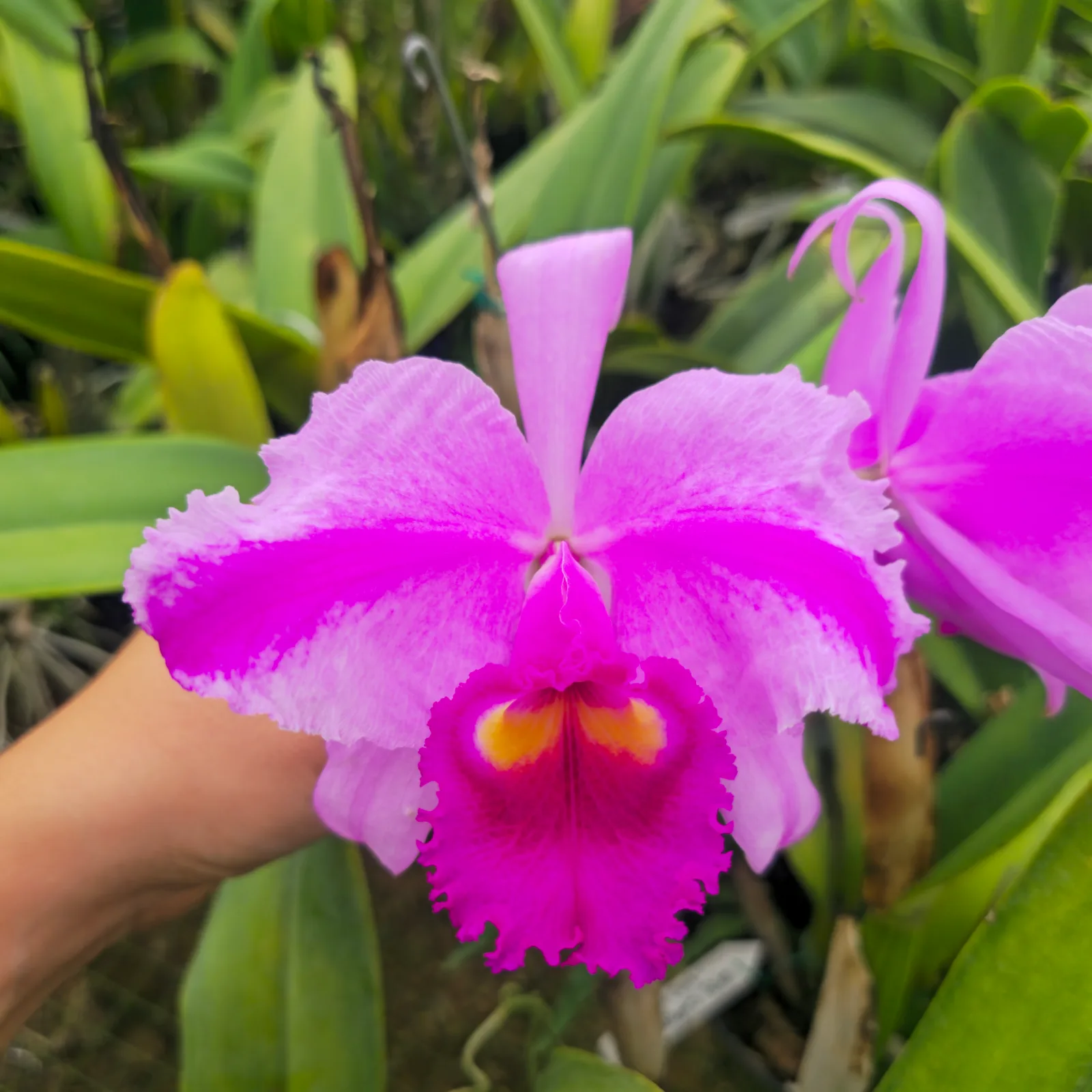 CATTLEYA TRIANAE TIPO 'VOLCAN'