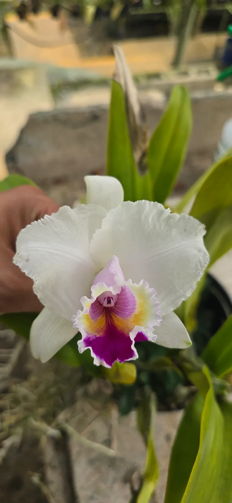 CATTLEYA QUADRICOLOR TIPO 'PEPITA'