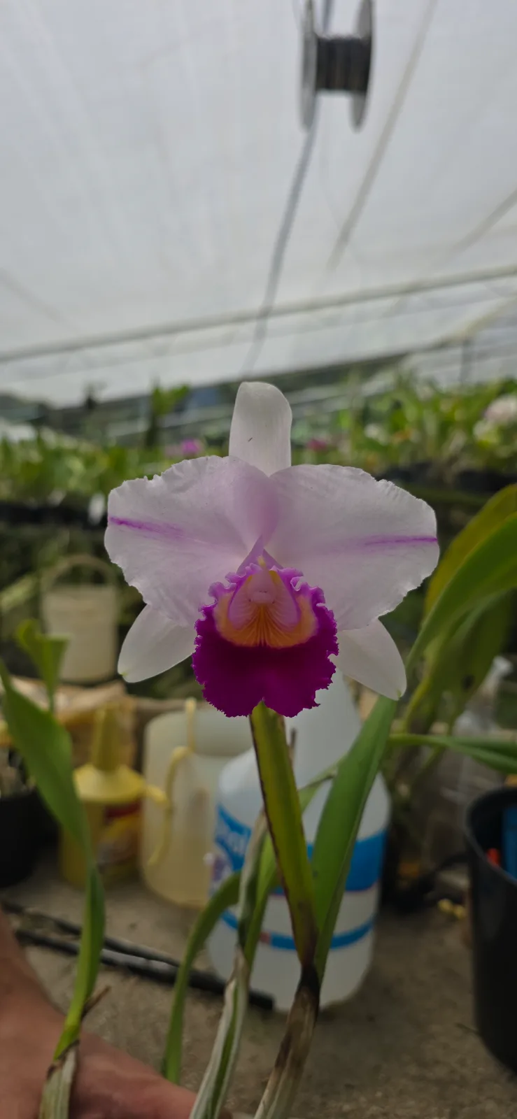 CATTLEYA QUADRICOLOR TIPO 'AUDAZ'