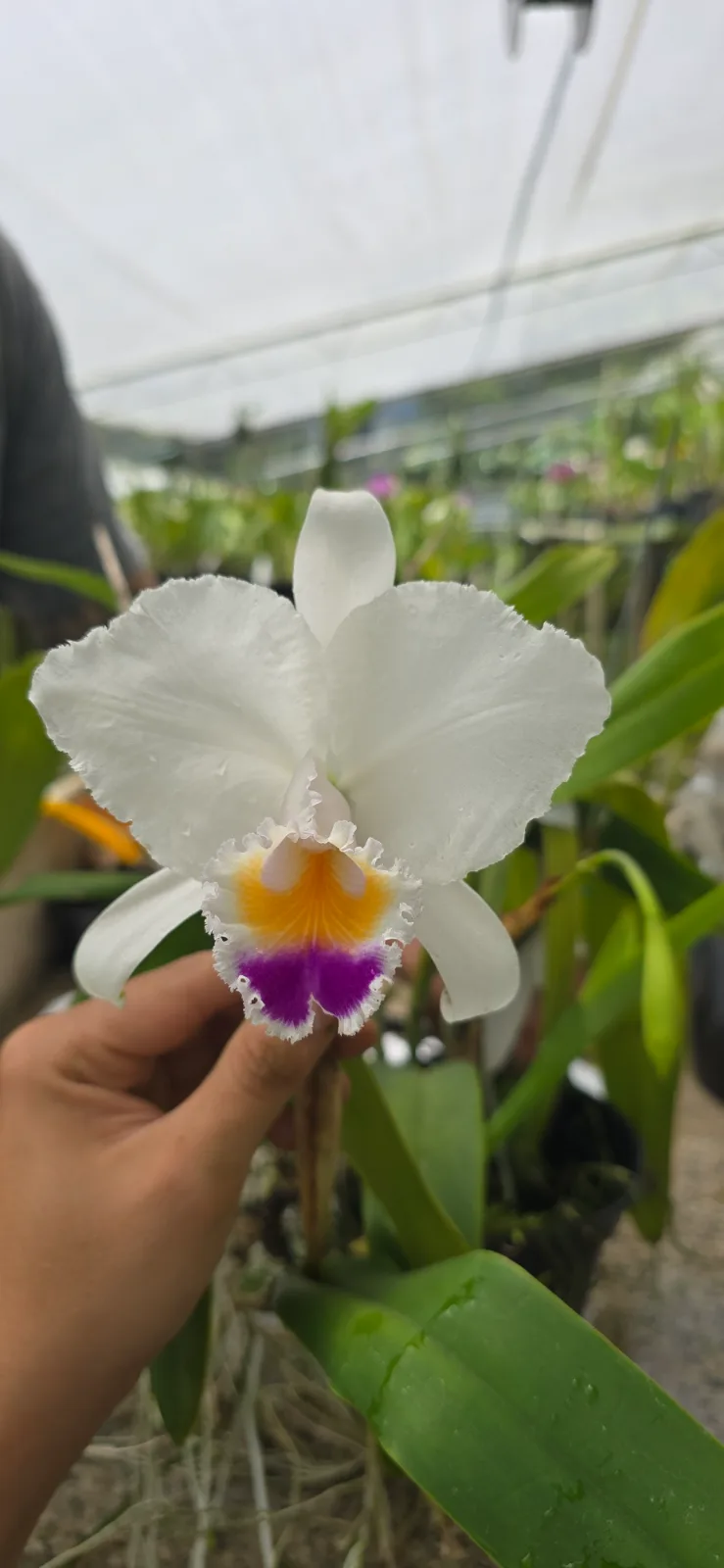 CATTLEYA QUADRICOLOR COERULEA 'CELESTINA'
