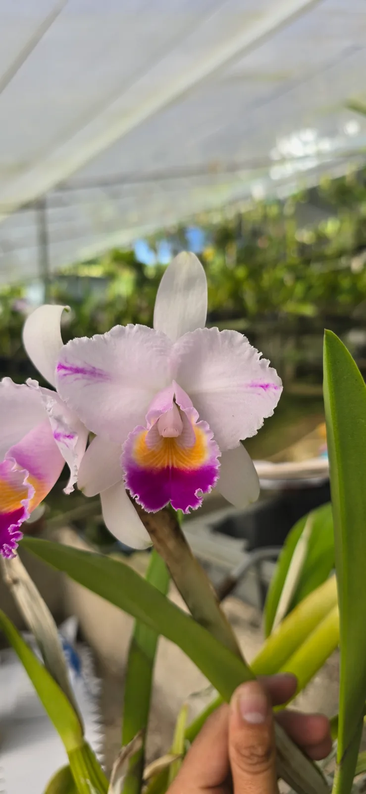 CATTLEYA QUADRICOLOR TIPO 'CIRQUERA'