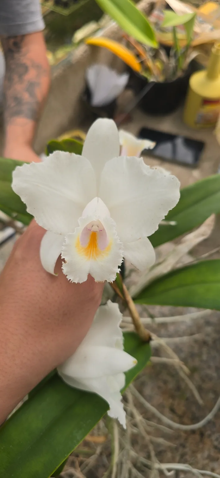 CATTLEYA QUADRICOLOR TIPO 'CLARA CALIFA'