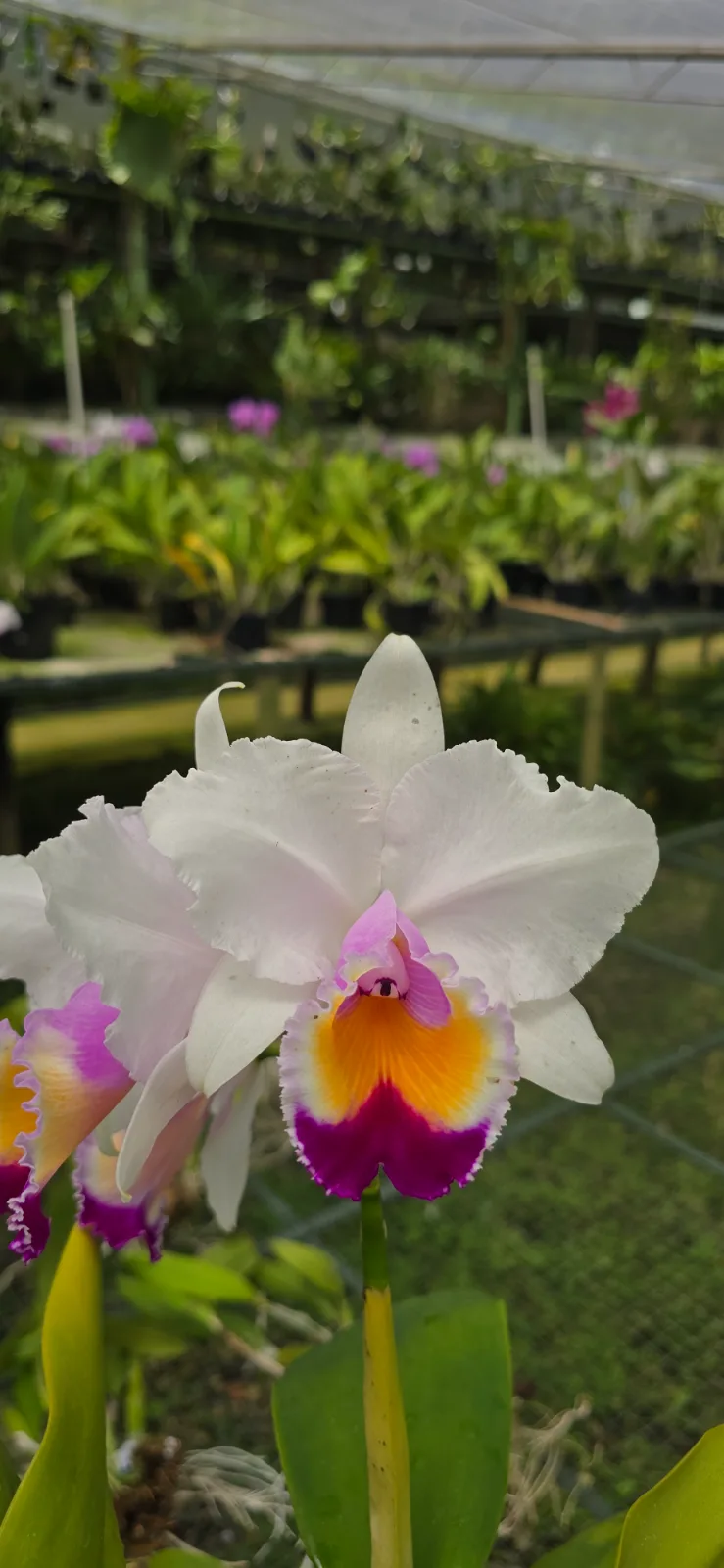 CATTLEYA QUADRICOLOR TIPO 'CONDOR'