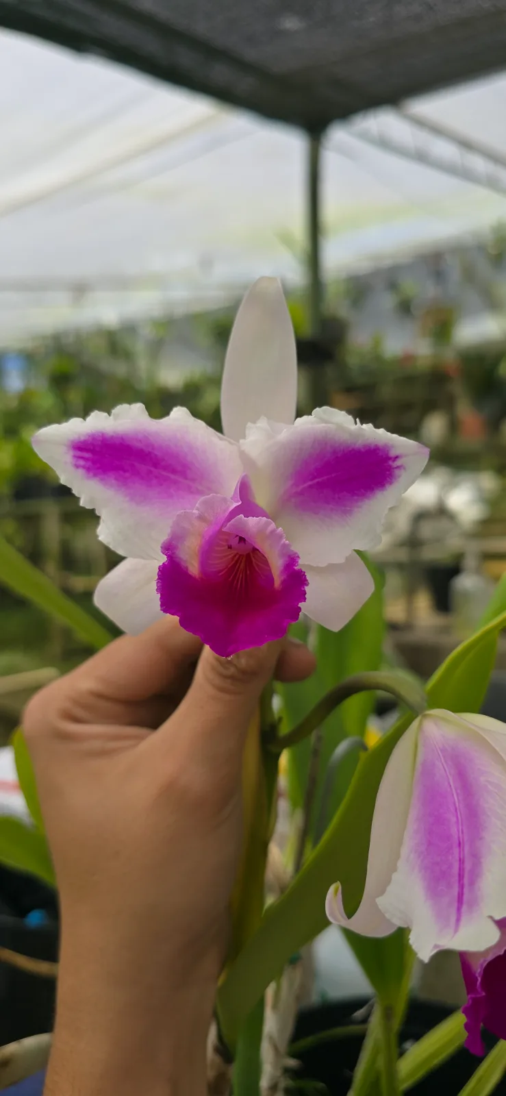 CATTLEYA QUADRICOLOR TIPO 'EMILITA'