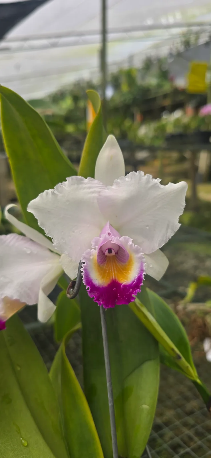CATTLEYA QUADRICOLOR TIPO 'FLAMENCA'