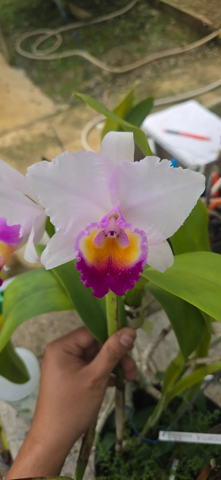 CATTLEYA QUADRICOLOR TIPO 'FLORECER'