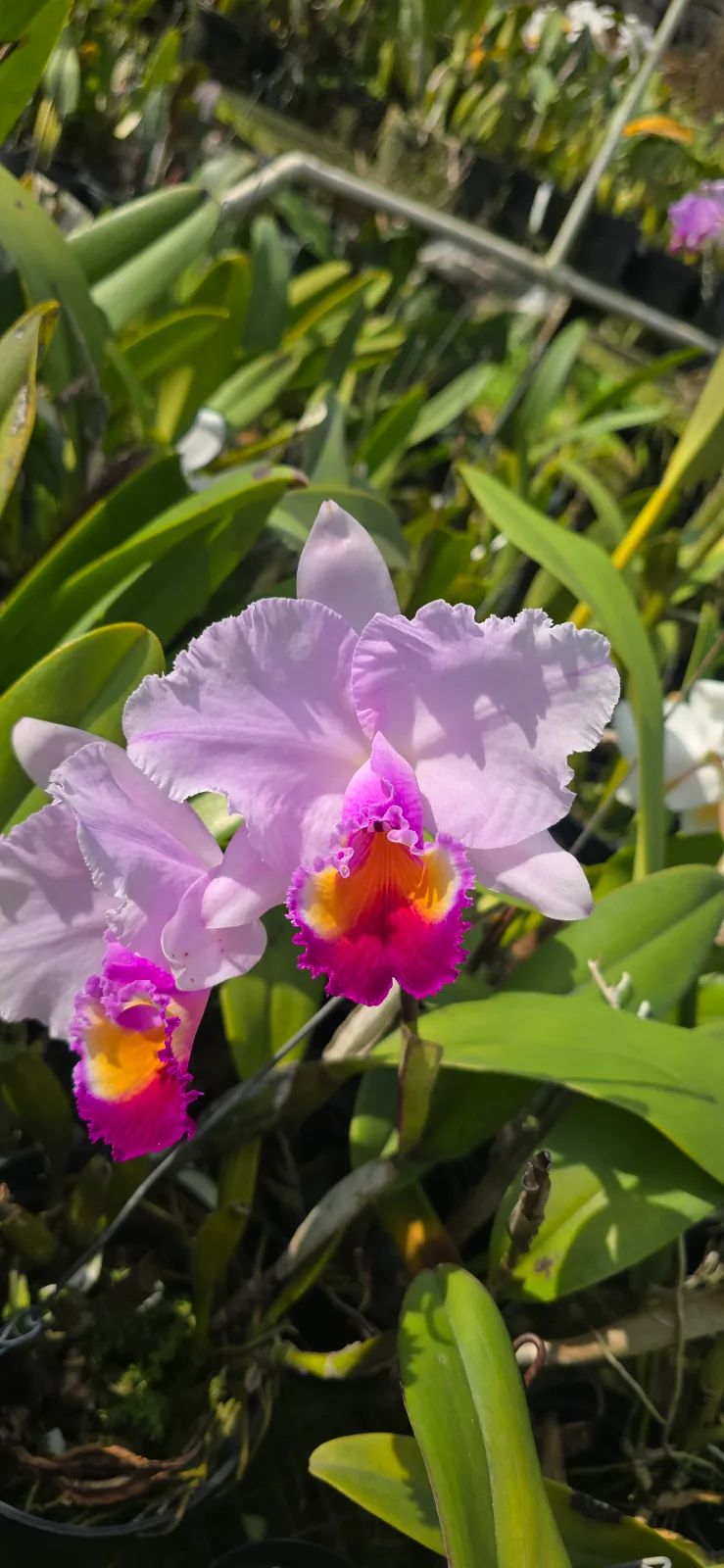 CATTLEYA QUADRICOLOR TIPO 'FOCATIA'