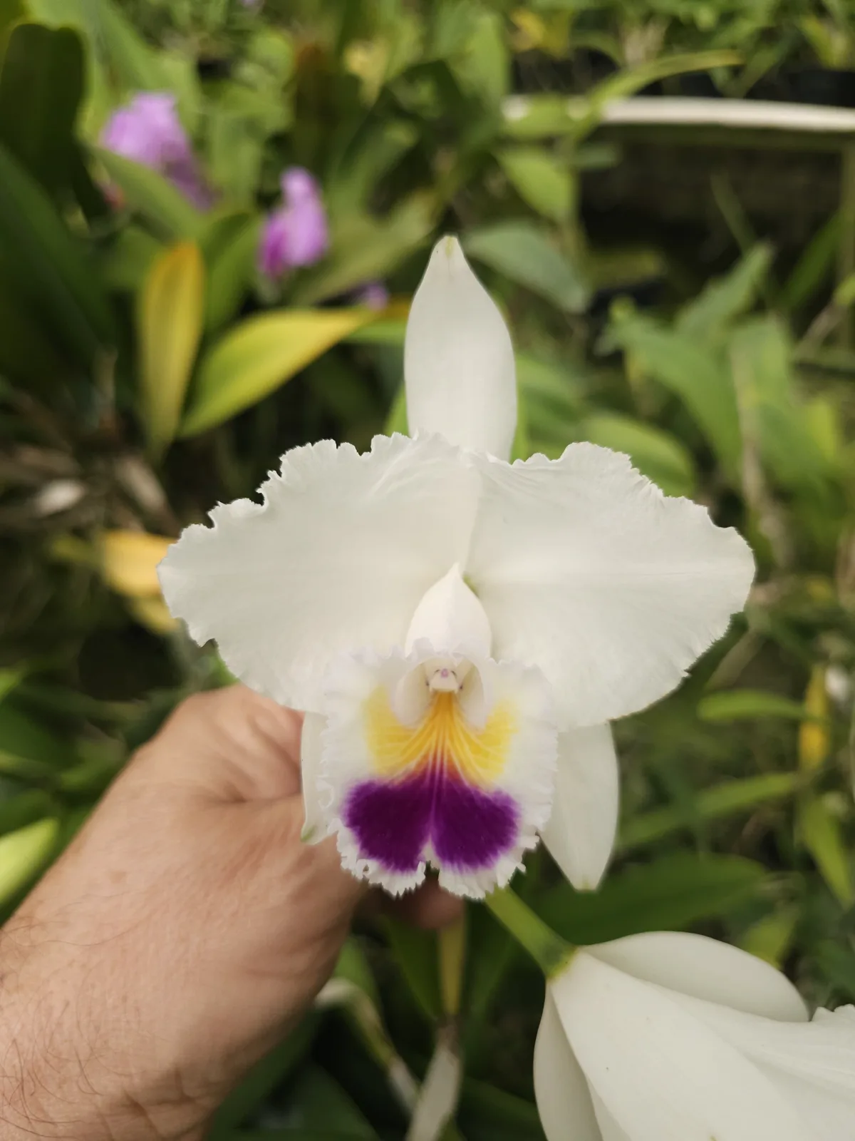 CATTLEYA QUADRICOLOR COERULEA 'LABIO NEGRO'