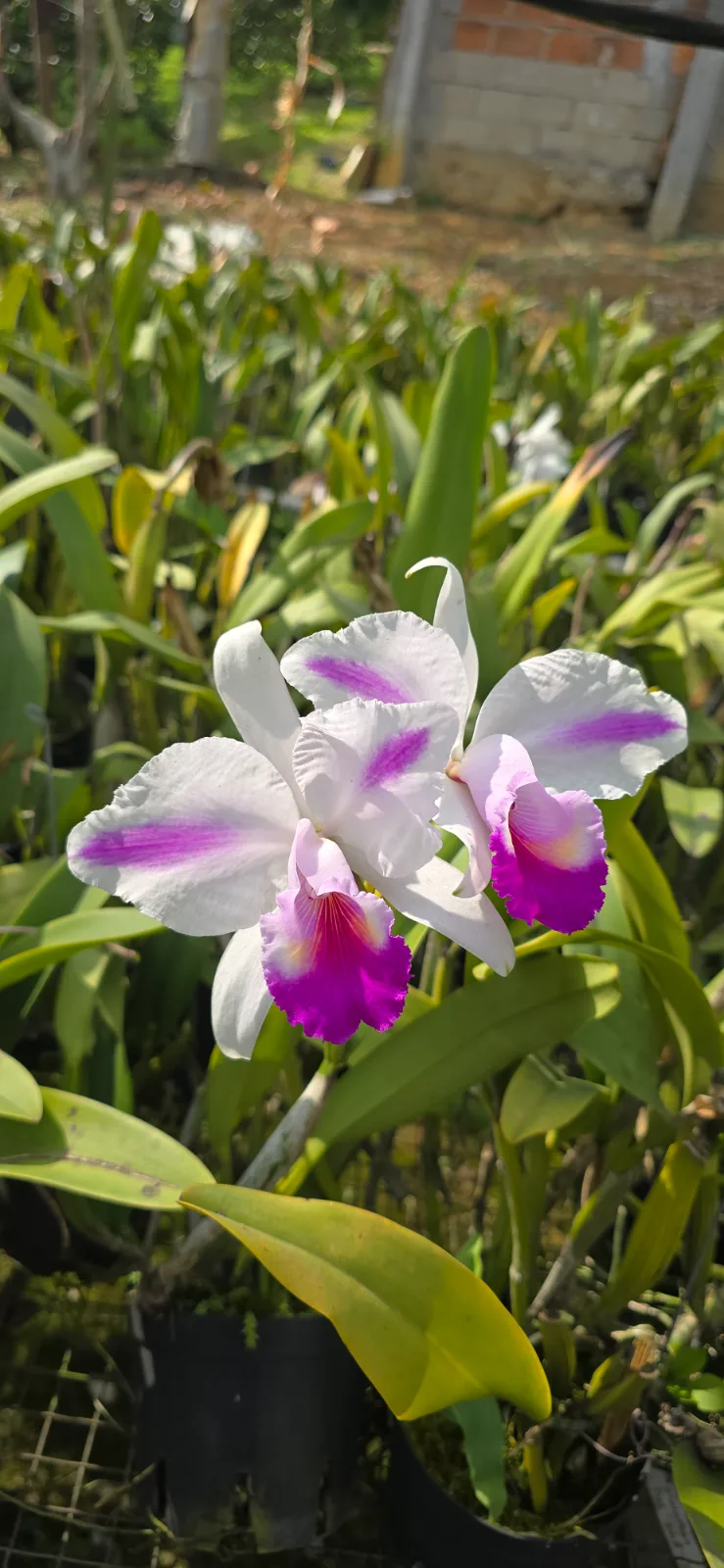 CATTLEYA QUADRICOLOR TIPO 'LINEADA'