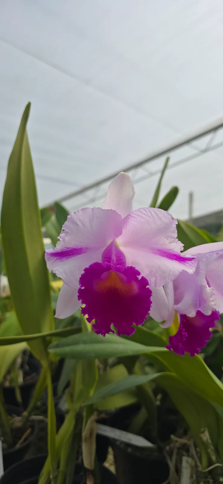 CATTLEYA QUADRICOLOR TIPO 'MANA'