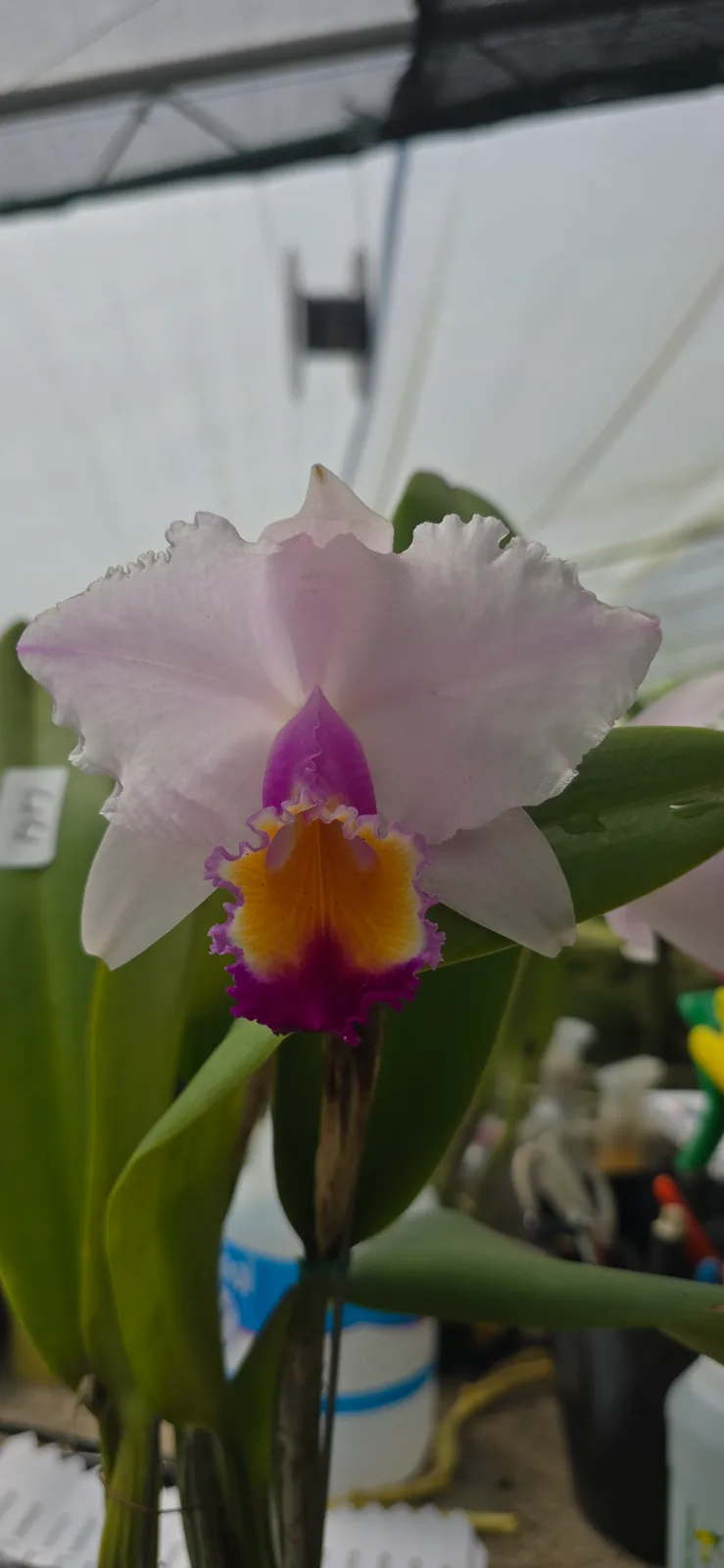 CATTLEYA QUADRICOLOR TIPO 'MINERA'