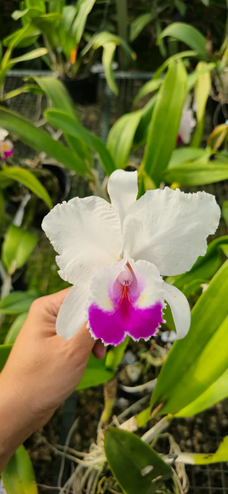 CATTLEYA QUADRICOLOR TIPO 'MORENO 24'