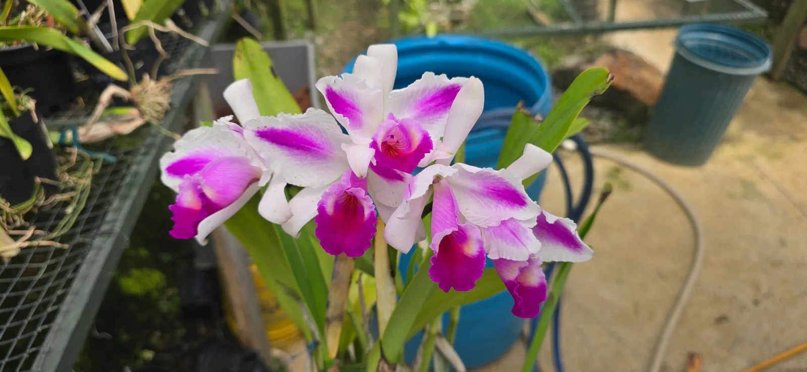 CATTLEYA QUADRICOLOR TIPO 'CELESTIAL'